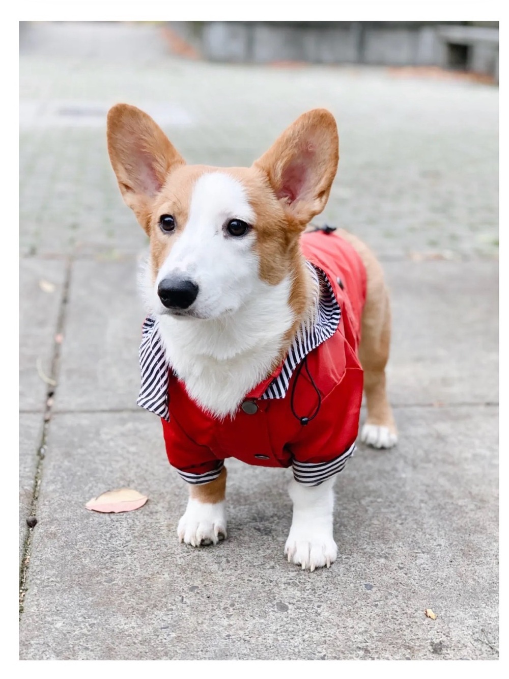 New Ellie Dog Raincoat - preppy, waterproof.